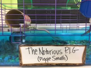 In addition to worms, Brittany's art classroom has another pet: a guinea pig named Notorious P.I.G.
